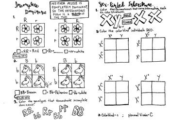 Her favorite flower, poofkins, are found in red, blue, and purple. Genetics: Incomplete Dominance and Sex linked traits | TpT