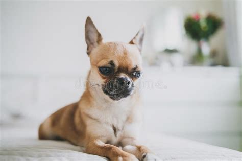 The chihuahua is one of the smallest breeds of dog, and is named after the mexican state of chihuahua. Chihuahua, Die Auf Dem Bett Liegen Stockfoto - Bild von ...