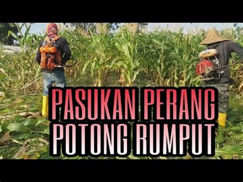 Mesin potong rumput tanaka pro sum 338 pe iii. Cara cepat membongkar pokok jagung menggunakan mesin babat ...