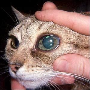 Cryosurgery or retinal cryopexy, another spot weld technique that uses a super cooled probe to adhere the pigment. Eye Problems in Cats - Feline Eye Disorders - The Vet Is In