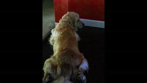 Share the best gifs now >>>. Guilty golden retriever - YouTube