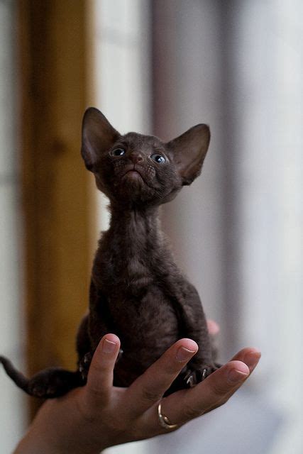 Com can help you find one near you. Cornish Rex kitten | Cornish rex kitten, Cornish rex cat ...