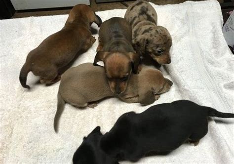 You can see her in person, pay in person, and take her home all on the same day! Miniature Dachshund Puppies For Sale | Saint Paul, MN #162868