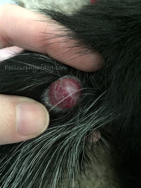 For example, a dog with visceral and dermal hemangiosarcoma can be walking around quite fine, with no signs of pain. Canine Hemangiosarcoma - AKA How Jet Kicked Cancer's Butt ...