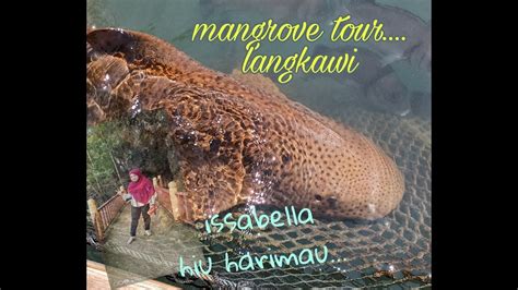 Offering a variety of facilities and services, the hotel provides all you need for a good night's sleep. MANGROVE TOUR.. KILIM GEO FOREST PARK . LANGKAWI ISLAND ...