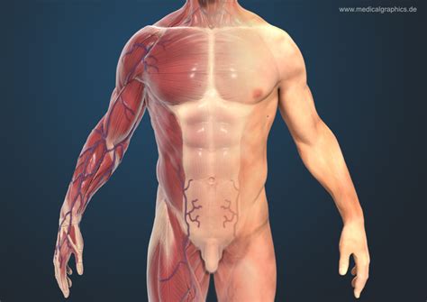 Tim gaji.id siap membantu administrasi payroll. Muscles Of The Chest Abdomen / Shirtless Muscular Male ...