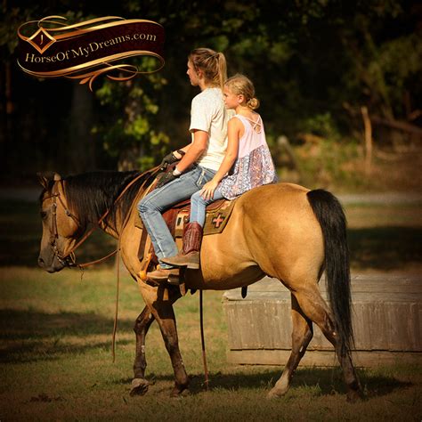 2012, 15h, buckskin quarter horse gelding price: Murphy | Horse of My Dreams