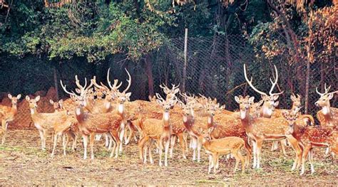 Deer park is located in south delhi also known as a.n. Deer Park Delhi Location/Address, Park Timings, Entry Fees ...