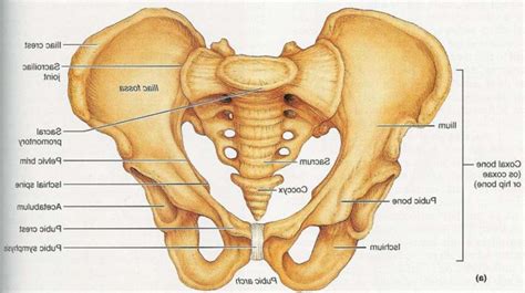 Most will label a diagram of muscle with its. Hip diagram