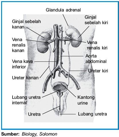 Ginjal ( ren ) kanan dan kiri ureter kanan dan kiri vesika urinaria ( blaast ) uretra struktur… Jurnal Sistem Urinaria / Kandung Kemih Vesika Urinaria ...