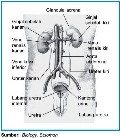 K e l o m p o k 3 la ode muhamad tahir nurdin kowa lm acal mansiri la ode muh. Jurnal Sistem Urinaria / Kandung Kemih Vesika Urinaria ...