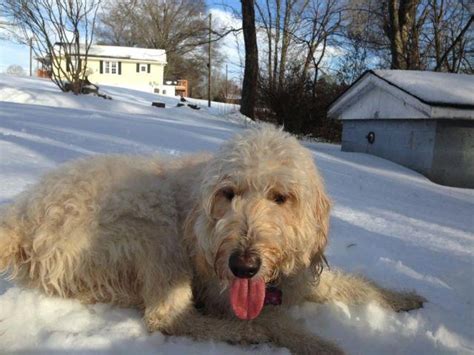 They are a cross between a golden retriever & a poodle. F1b black Goldendoodles for Sale in Advance, North ...