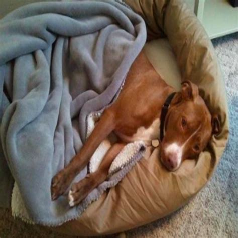 Maybe you would like to learn more about one of these? 21 Of The Best Dog Beds You Can Get On Amazon