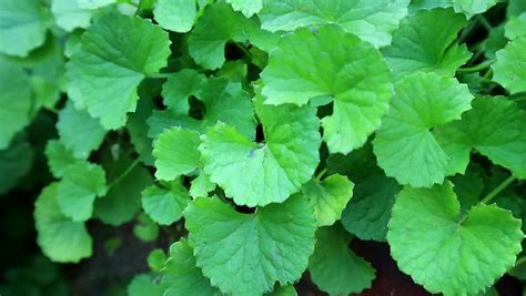 Centella asiatica extract is able to penetrate the skin well enough to be utilized effectively and has been known to treat wounds and burns for centuries. SKIN BENEFITS OF CENTELLA ASIATICA