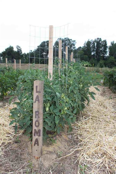 We did not find results for: How to Make a DIY Tomato Trellis