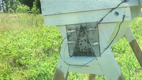 I put the queen excluder above the in a jail cell, people cannot pass between the bars, but small things like mice and rats can easily pass. Watching honeybee traffic through the queen excluder on ...