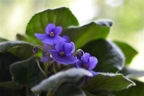 Growing indoors african violets violet plant inside plants african violets plants plant care house plants indoor violet flower garden care. African Violet Plants - How To Grow African Violets ...