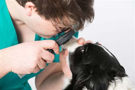 Pour les patients qui sont gravement immunodéprimées, la durée d'isolement est de 21 jours après l'apparition sont généralement considérés comme gravement immunodéprimés Écoulement oculaire canin : Que faire quand son chien à ...