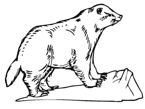 18 photos of the badger coloring pages badgers coloring pages to print. Badger Coloring Pages Realistic | Realistic Coloring Pages