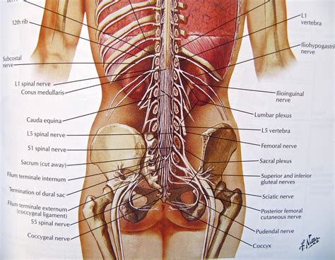 When most people mention their back, what they are actually referring to is their spine. Non-Traumatic Low Back Pain - Core EM