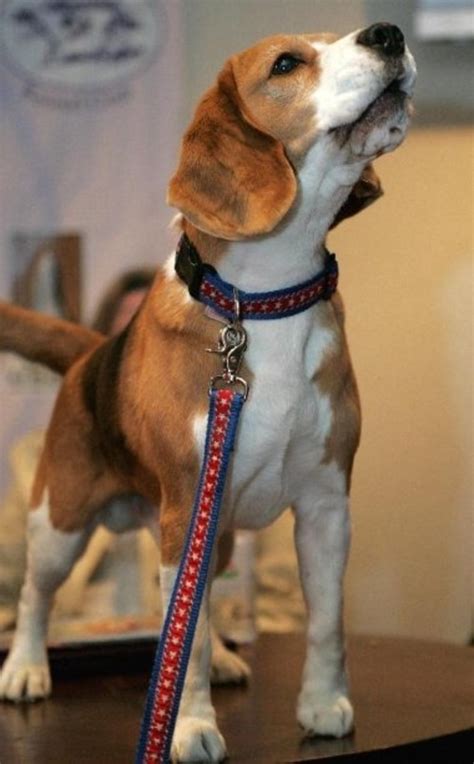 Teacup dog breeds price in india. Teacup Dogs: A List of Teacup Dog Breeds