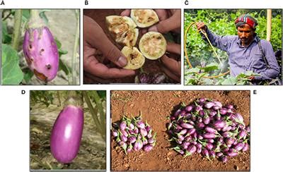 Economic importance of insects pests 1. Frontiers | Genetically Engineered Crops: Importance of ...