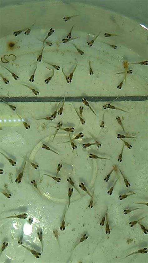 Makanan favorit ikan guppy yang selanjutnya adalah artemia, jenis pakan ini memang sudah dipercaya sangat baik untuk pertumbuhan ikan, bukan hanya guppy namun hampir semua ikan hias. Cara Membuat Warna Ikan Guppy Menjadi Cerah - Membuat Itu