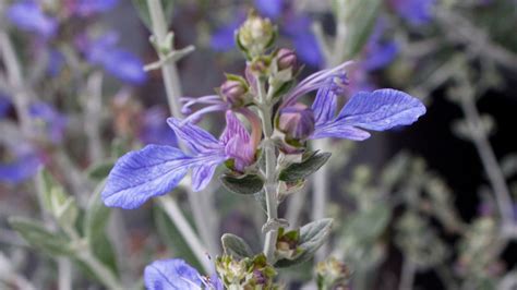 Summer flowering low maintenance shrubs. Low-Water Flowering Shrubs - Sunset Magazine