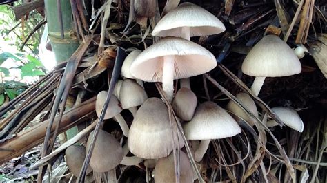 Now that you have gained some basic information about portobellos, you may be tempted to rush to the nearest grocery store to shop for this fresh meaty flavored mushroom. How to grow volvariella mushroom using banana leaves - YouTube