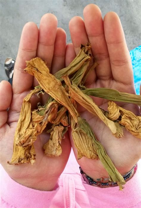 Dos untuk pokok pagoda ini mungkin berbeza bagi setiap orang. Celoteh Adkdayah: Rumah Herba & Akar kayu