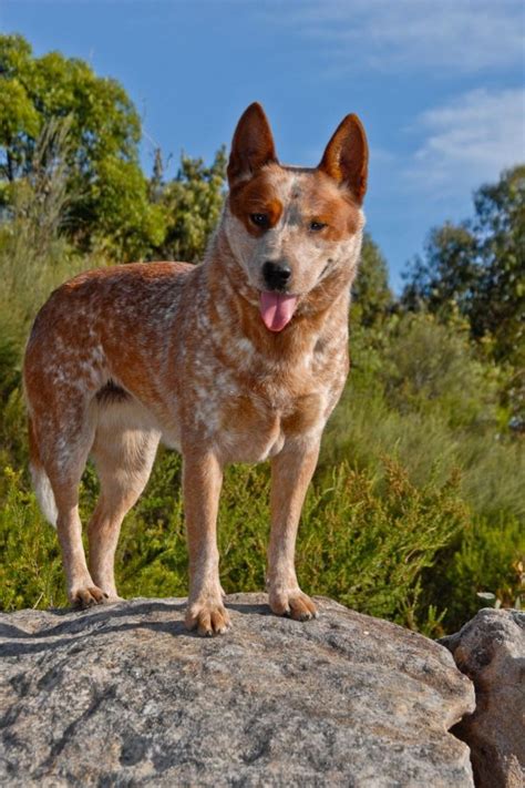 Fair enough, i guess the shedding isn't that bad for ya then? Blue Heeler Short Haired Australian Cattle Dog - These ...