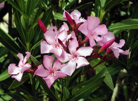 Bunga ini banyak mengandung alkaloid yang bisa sangat mematikan bagi manusia dan ternak. 7 Bunga Cantik Beracun yang paling Mematikan di dunia ...