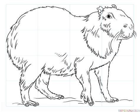 Simply click the free capybara, print the image and color until your hearts content. How to draw a capybara step by step. Drawing tutorials for ...