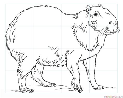 Bison coloring pages coloring page for kids. How to draw a capybara step by step. Drawing tutorials for ...