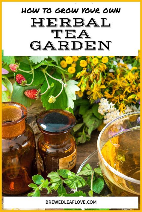 How to grow your own moss garden. Grow your own tea garden with these 9 easy to grow herbs ...
