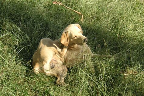 Perché il cane si gratta?