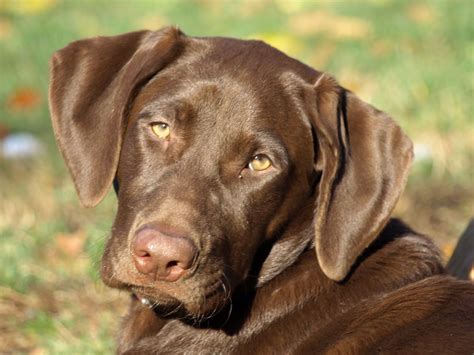 This page is your doorway to the wealth of information on. Chocolate Lab Puppies Cincinnati Ohio - Bmoshow Blog