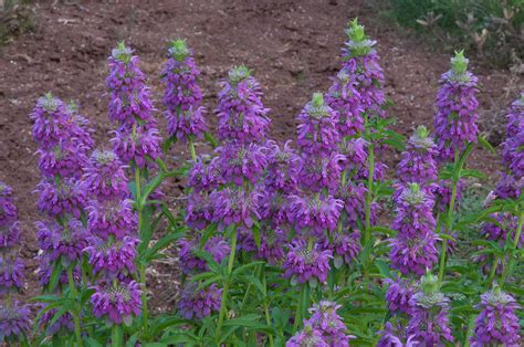 Blakrab, you should be home now, thrashing about in the texas wilderness so you can show us more wildflowers. Photo 1063-23: Flowers of lemon beebalm (purple horsemint ...