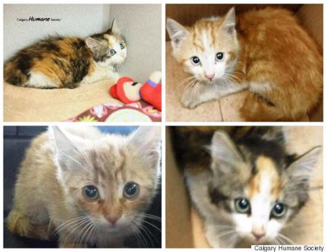 I believe the staff is nice and patient. Calgary Humane Society Seeks Owner Of Kittens Abandoned In ...