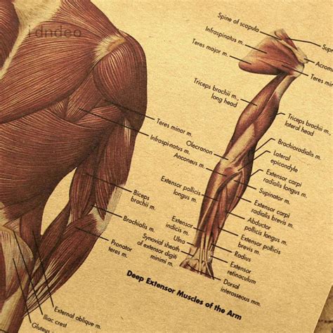 This is a table of skeletal muscles of the human anatomy. Arm Muscles Map / The muscles of the upper arm are ...
