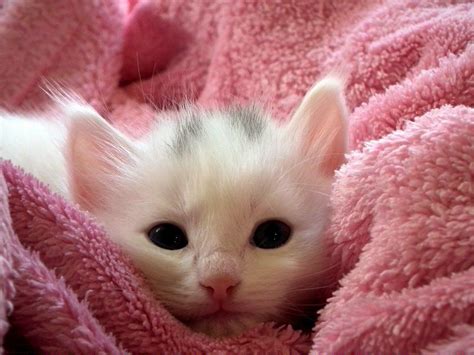 Calculating and working please be patient. Cats For Sale Near Me | Cute animals images, Kittens ...