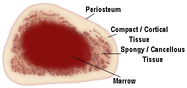 In a cross section of a bone we can see two types of bone tissue: Cross Section of Longbone (note: rib bones are similar ...