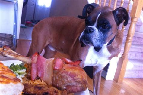 Lymphoma is one of the most common cancers seen in dogs. Dying Dog Gets an Amazing Final Treat