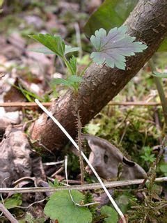 Gooseberry, is a common name for many species of ribes (which also includes currants), as well as a large number of plants of similar appearance. Pin on Edible Shrubs: Leaves