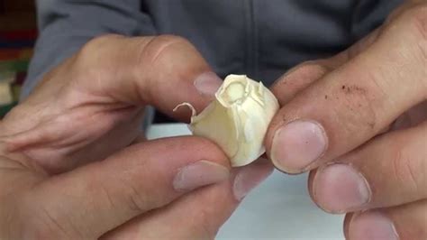 Tipps für eine gute ernte. Wie pflanzt man Knoblauch richtig ein ? - YouTube