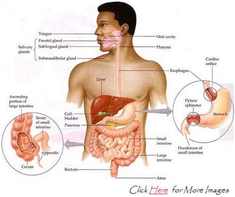 The epididymis is a long, coiled tube that rests on the backside of each testicle. Removable Partial Denture As A Teeth Missing Replacement ...