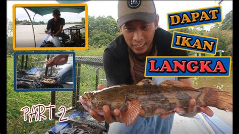 Mereka tak hanya penting untuk kesehatan fungsi sungai, danau, dan lahan basah kita. IKAN LANGKA AIR TAWAR PART 2 - YouTube