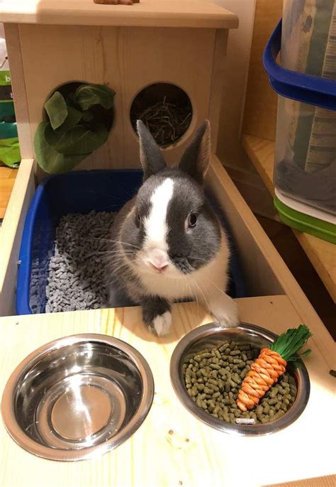 A litter box is a necessity if you want to potty train your rabbit. Rabbit Hay Feeder With Litter Box, Food and Water Bowls ...