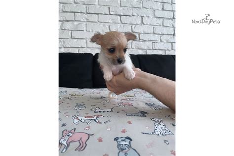 Find your new family member today, and discover the puppyspot difference. Teacup Girls : Chihuahua puppy for sale near Fort Lauderdale, Florida. | 8d378940-1081