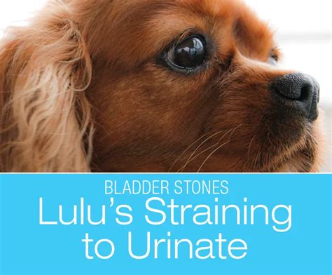 Does your dog have trouble swallowing his food? Canine Bladder Stones: Lulu's Straining to Urinate in 2020 ...